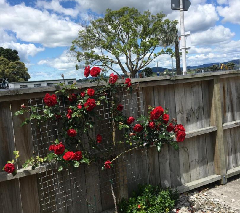 Photo of Others in Tauranga