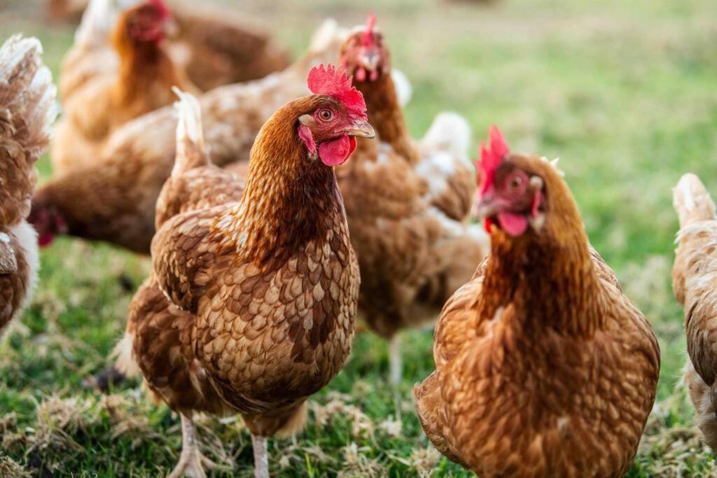 Photo of Others in Cooranbong