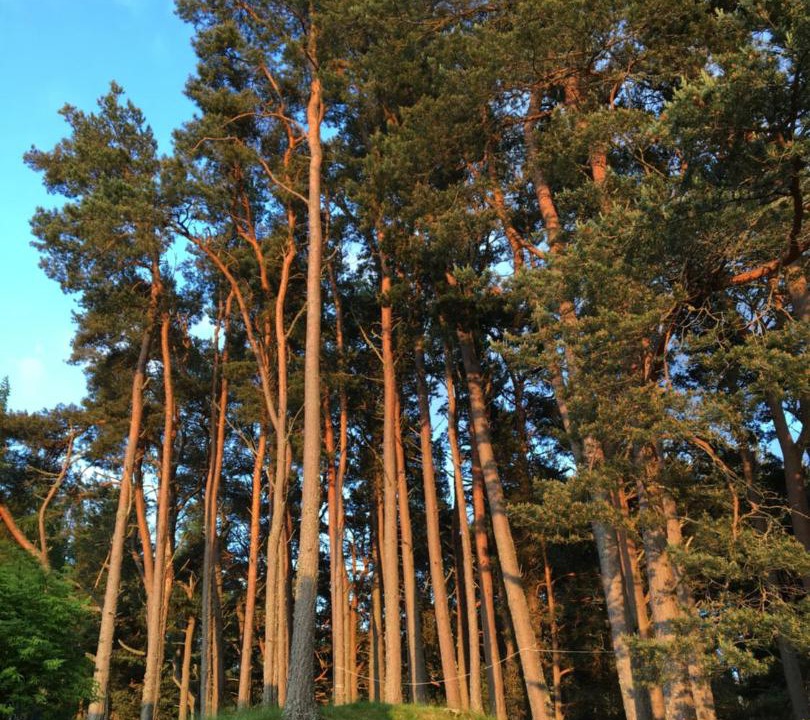 Photo of Others in Kingussie