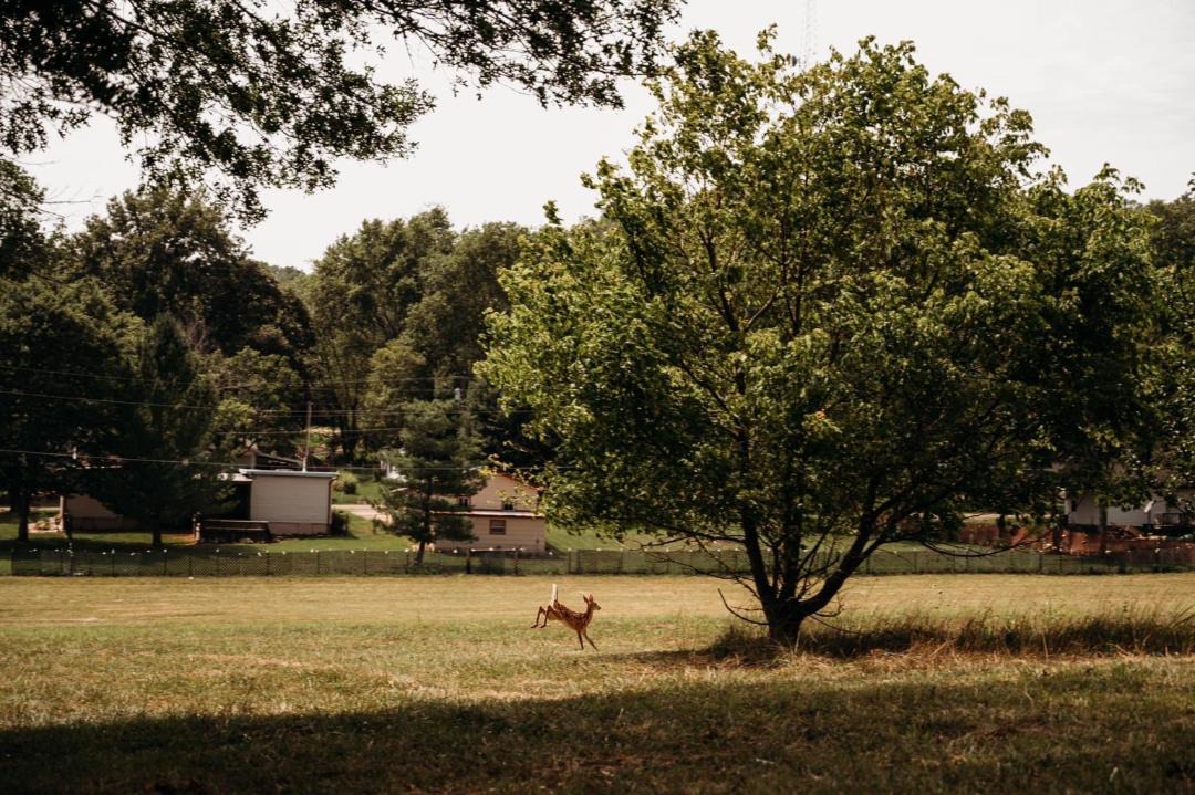 Photo of Others in Piedmont