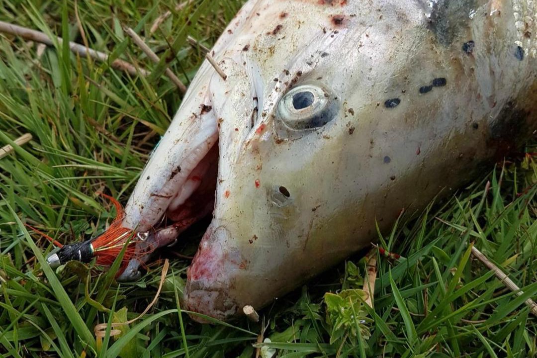 Photo of Others in Tarm