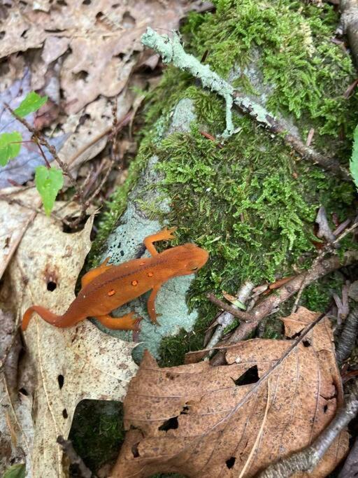 Photo of Others in Sparrow Bush