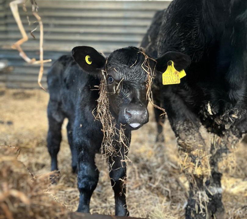 Photo of Others in Llangollen