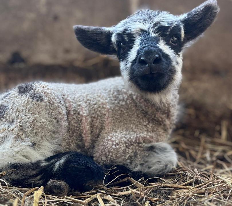 Photo of Others in Llangollen
