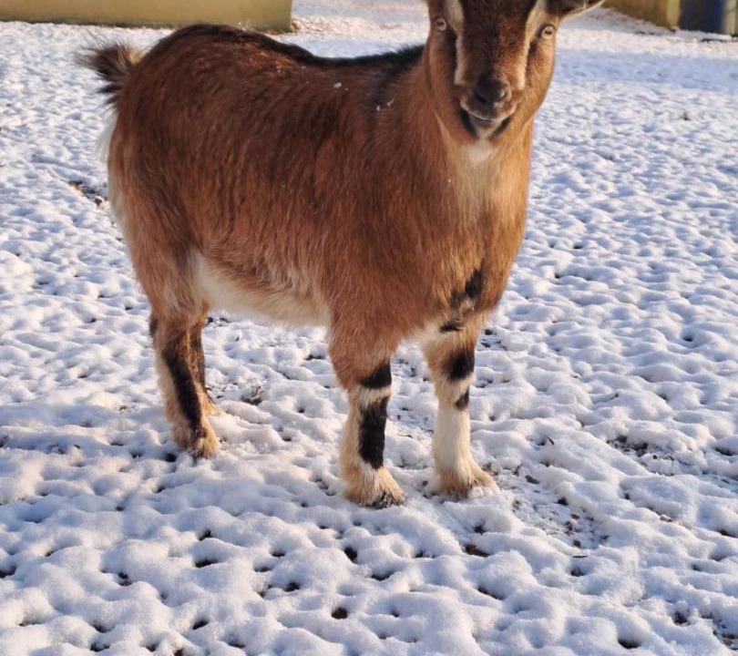 Photo of Others in Perche-en-Noce