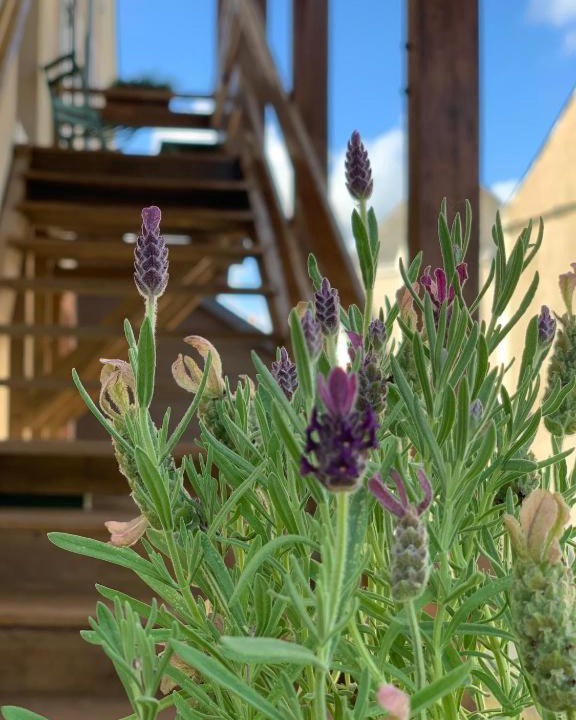 Photo of Others in Sainte-Suzanne-and-Chammes