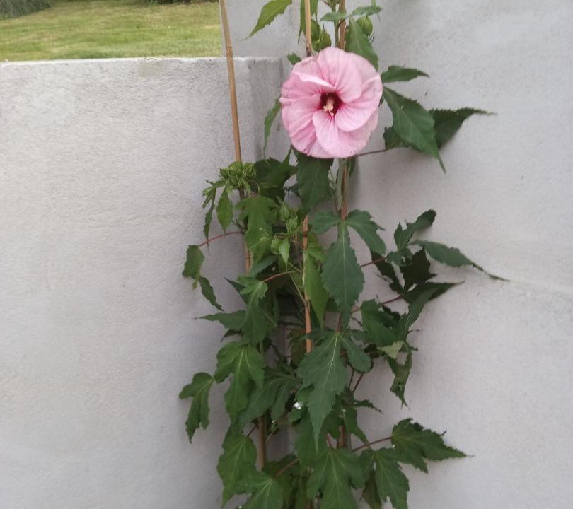 Photo of Others in Lapenty