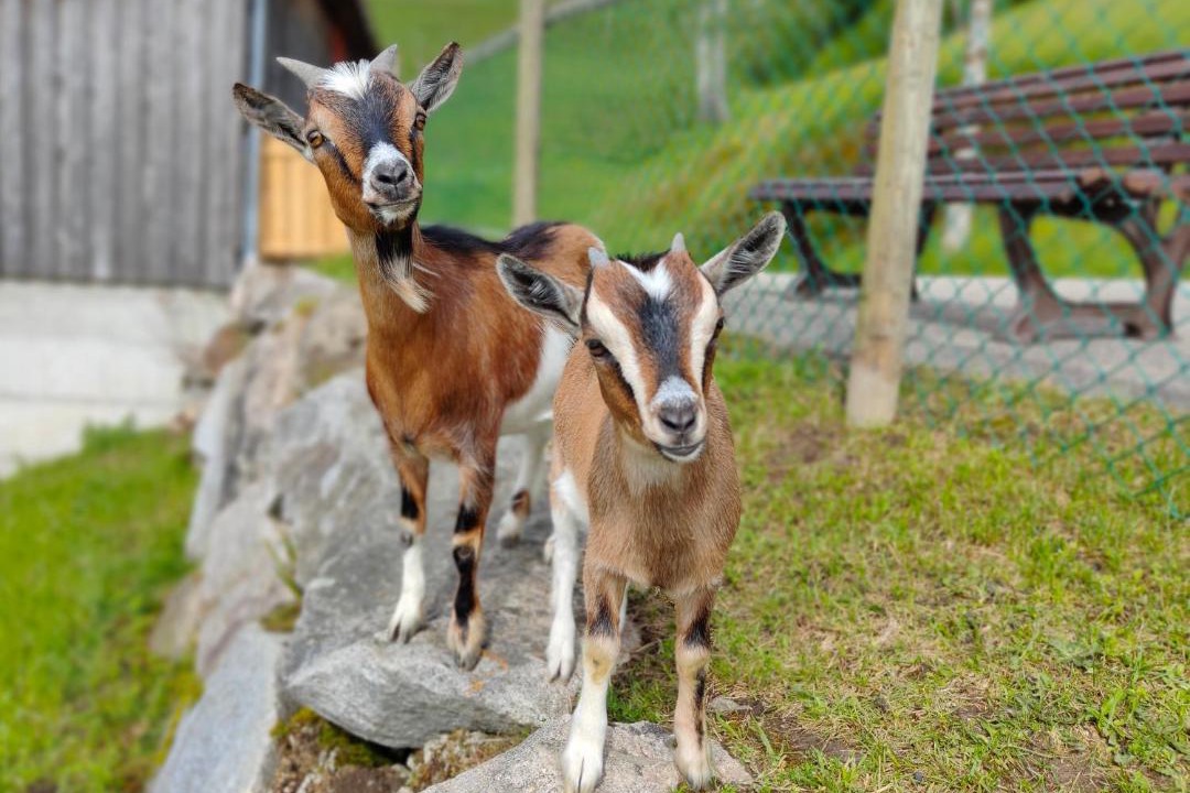 Photo of Others in Hergiswil bei Willisau