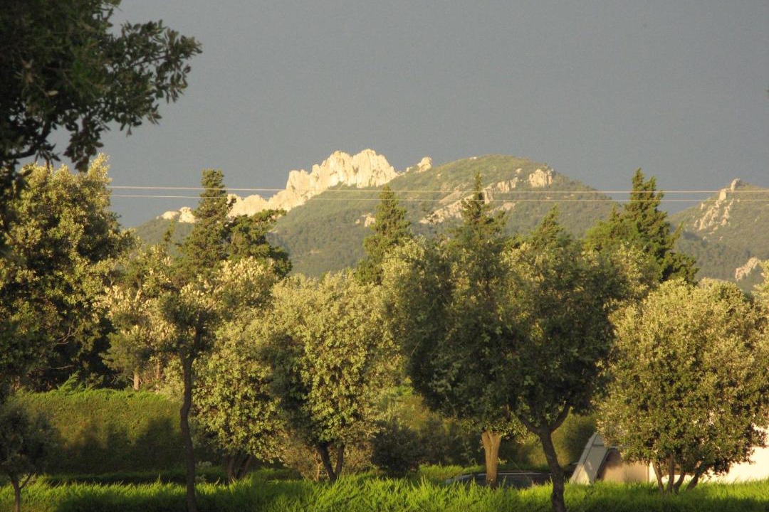 Photo of Others in Violes