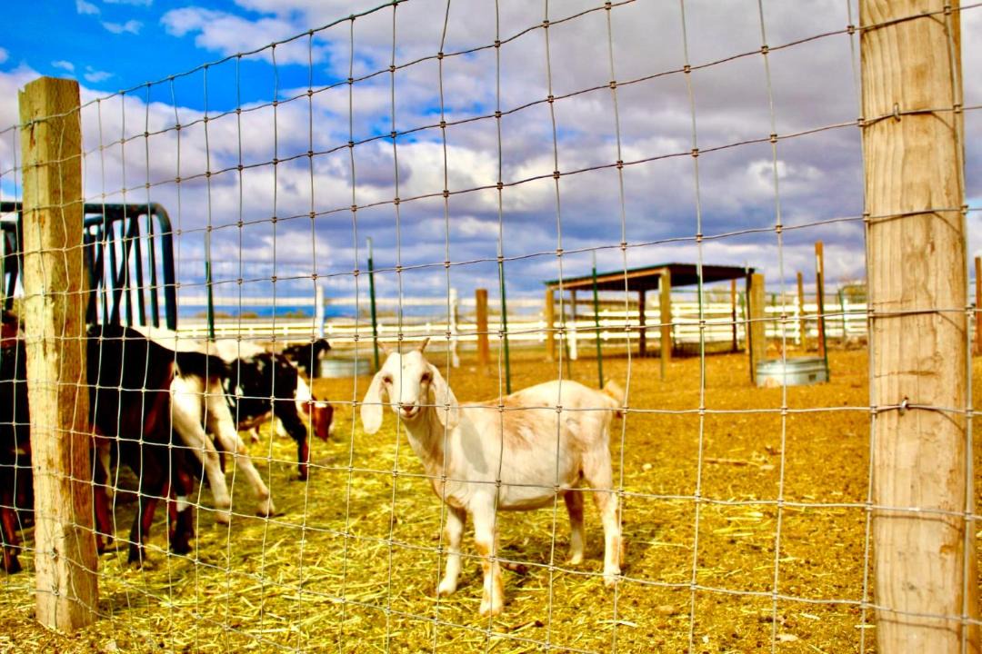 Photo of Others in Willcox