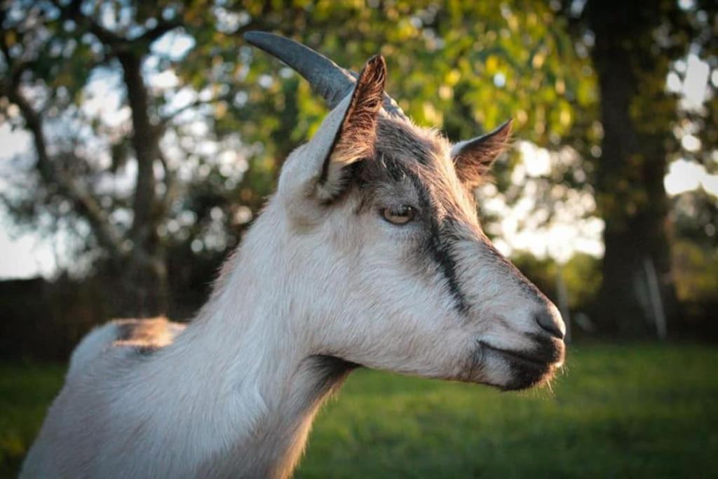 Photo of Others in Saint-Sulpice-des-Landes