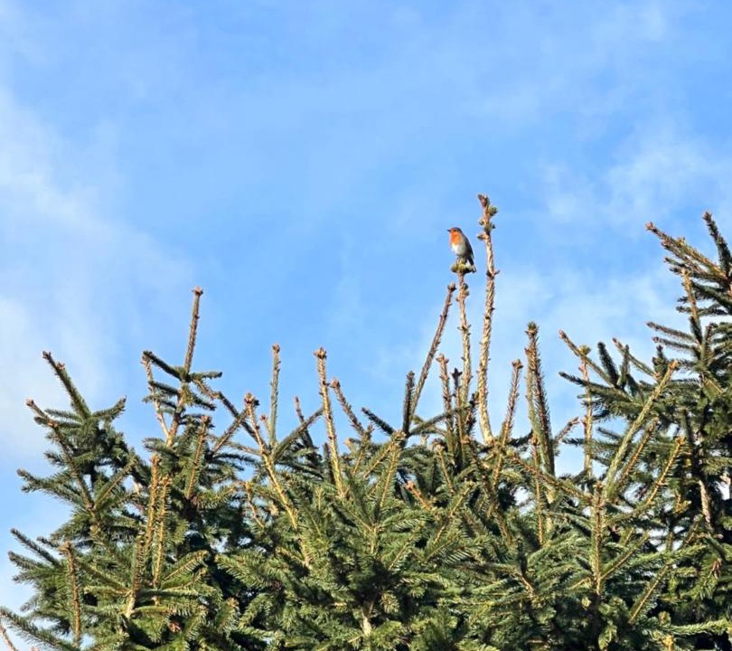 Photo of Others in Dawlish Warren