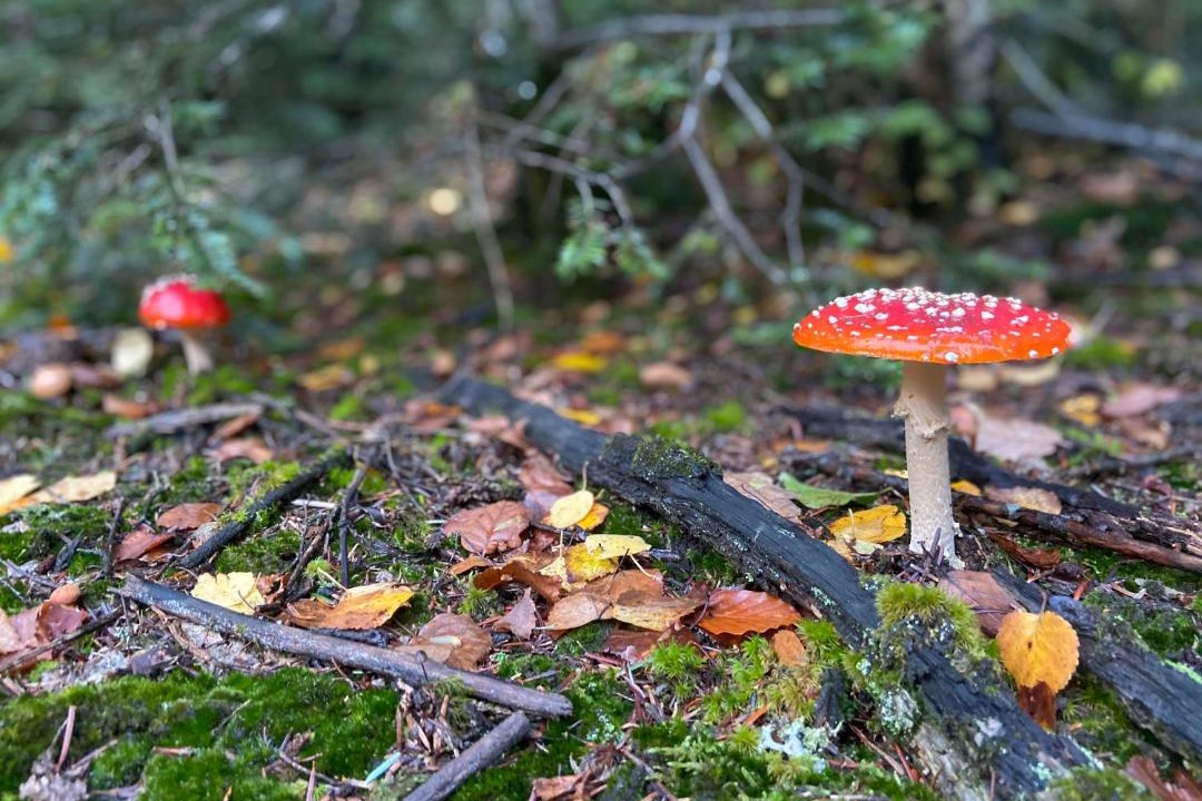 Photo of Others in Quarre-les-Tombes