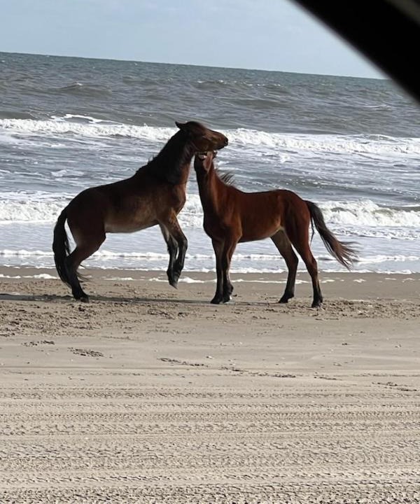 Photo of Others in Corolla