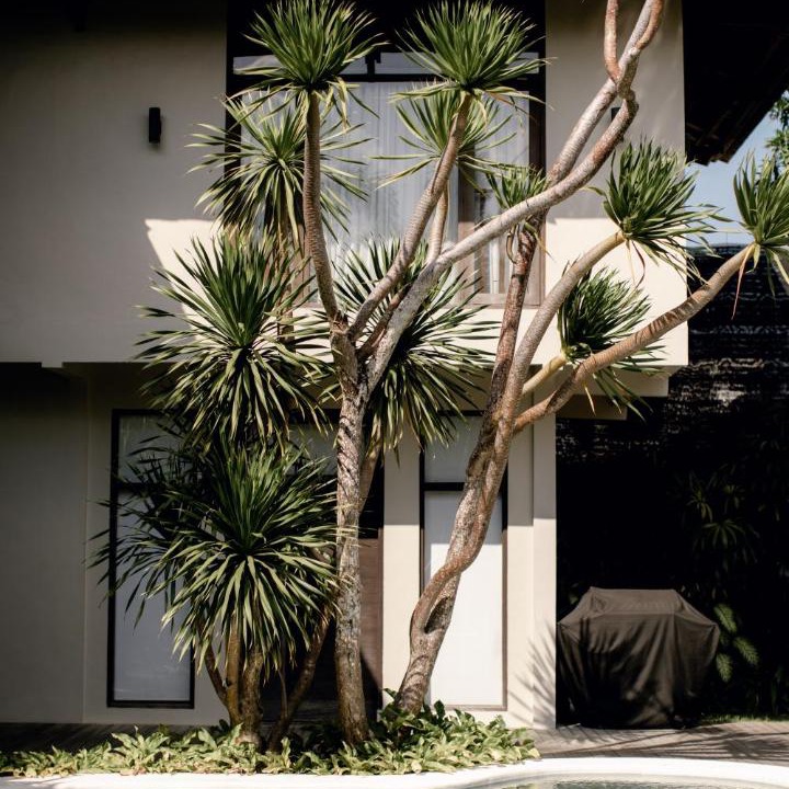 Photo of Others in Berawa