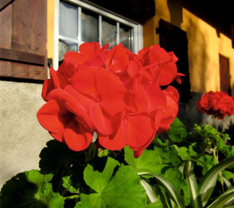 Photo of Others in Donnenheim