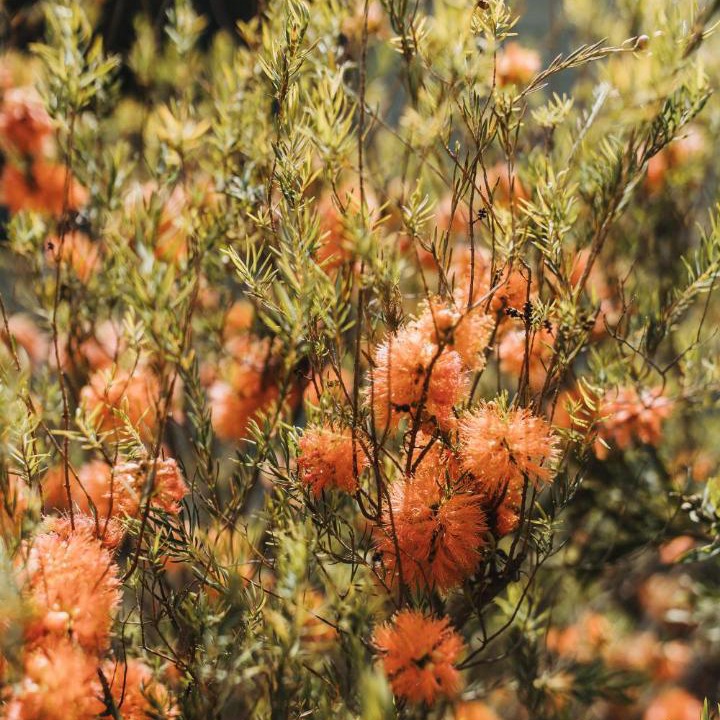 Photo of Others in Spring Farm