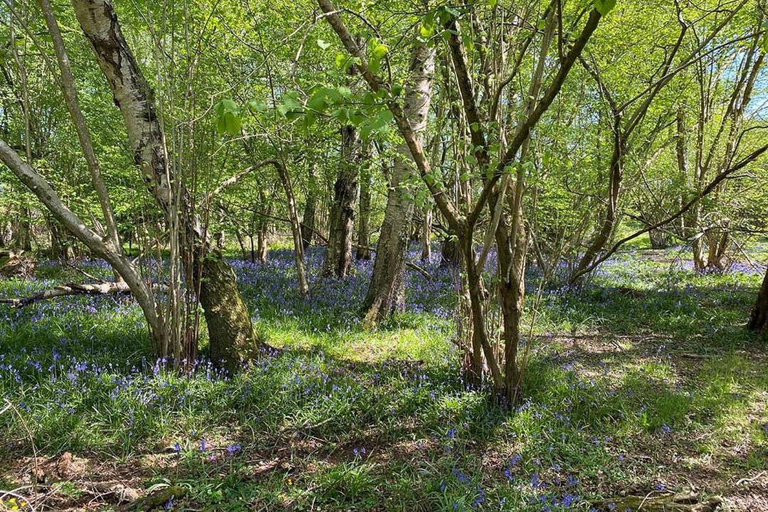 Photo of Others in Durley