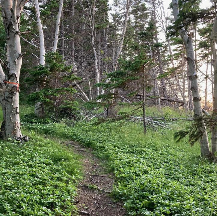Photo of Others in Little Harbour
