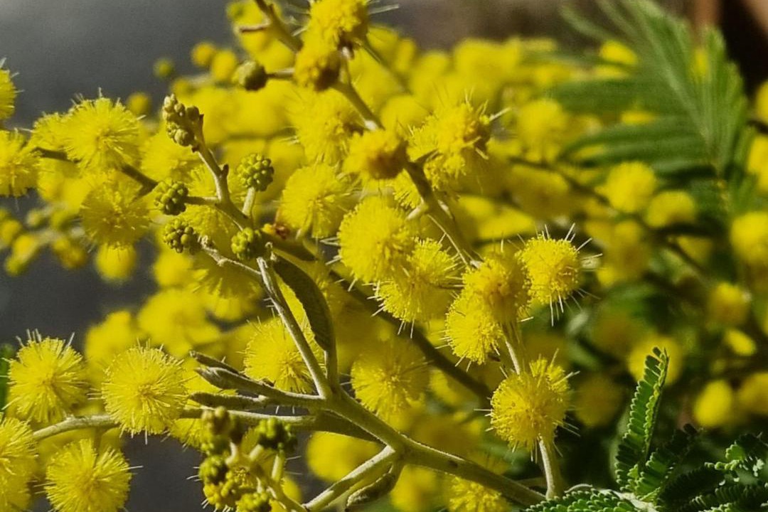 Photo of Others in Le Pizou