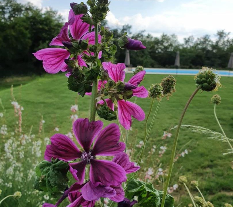 Photo of Others in Le Pizou