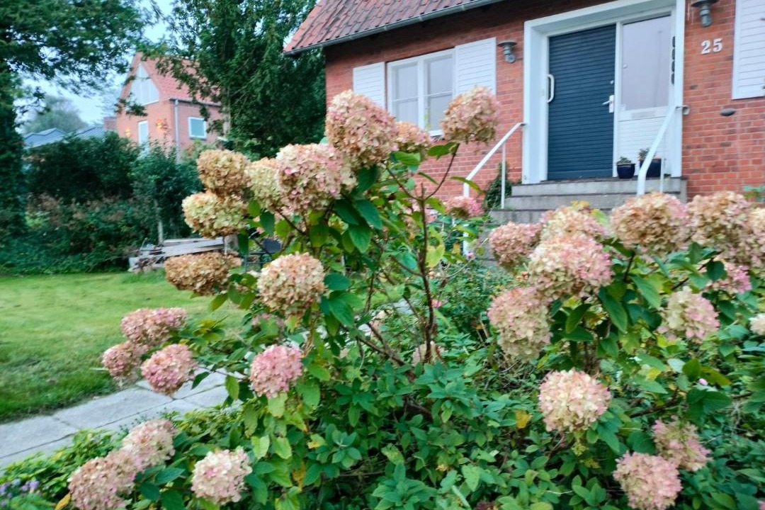 Photo of Others in Skive