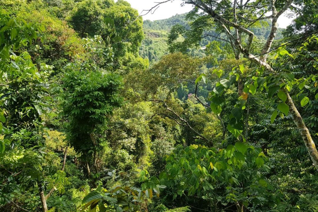 Photo of Others in Bukit Lawang
