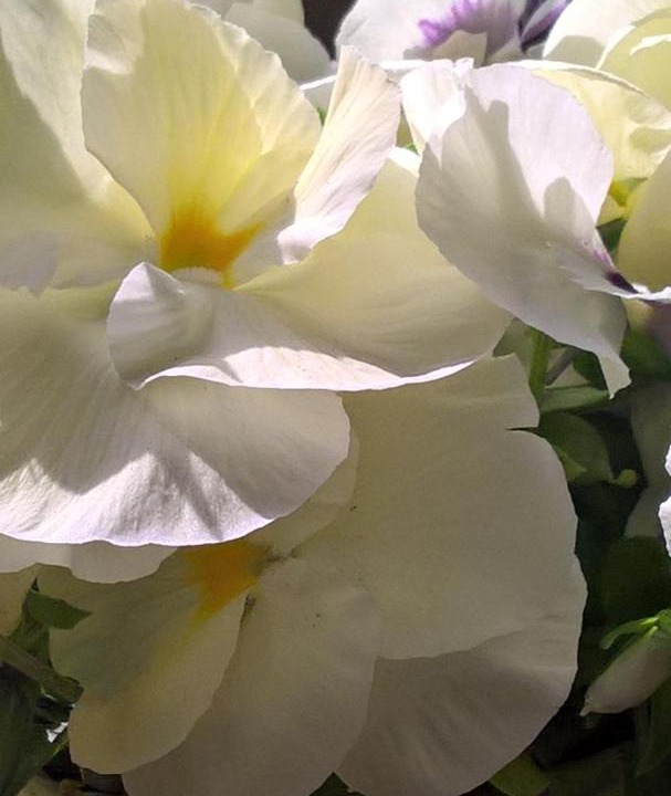 Photo of Others in Upie