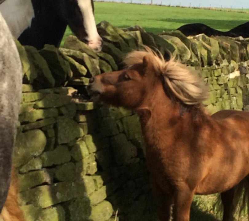 Photo of Others in Waskerley