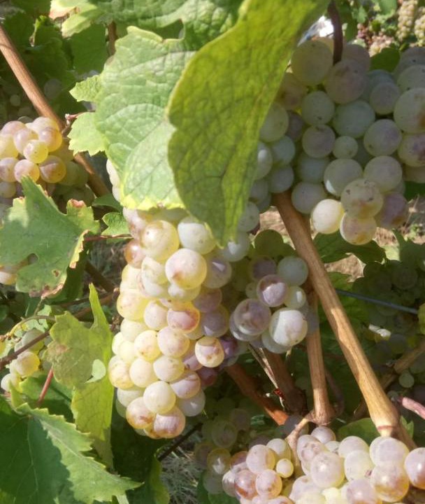 Photo of Others in Riquewihr