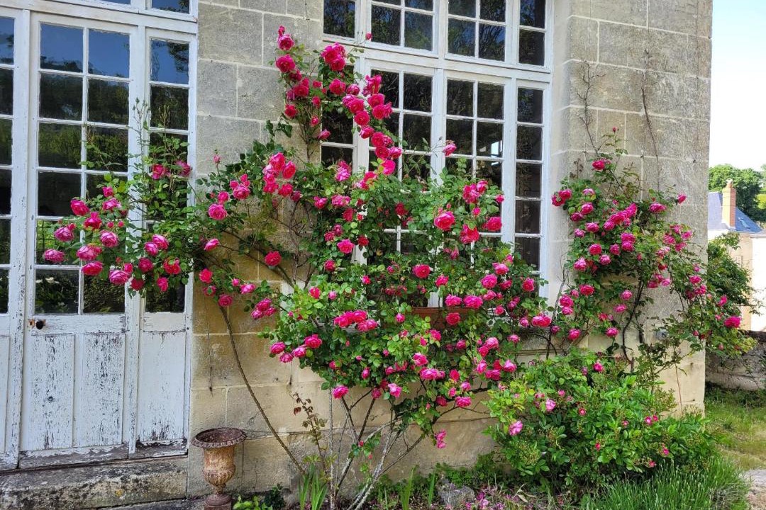 Photo of Buildings in Langeais