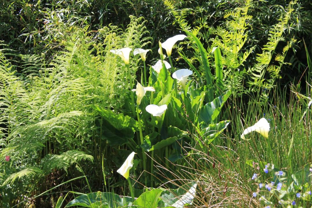 Photo of Others in Blisland