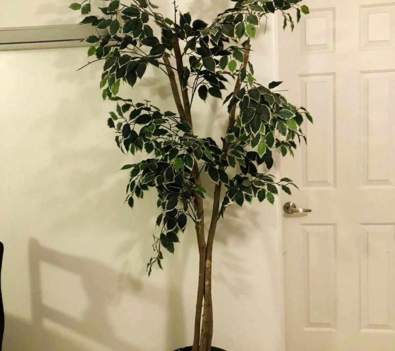 Photo of Others in Primera Seccion