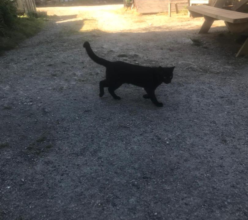 Photo of Others in Sticklepath