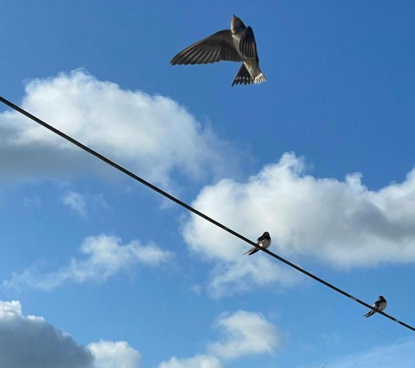 Photo of Others in Dawlish Warren