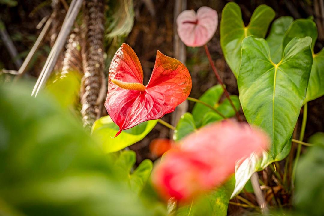 Photo of Human In Picture in Volcano