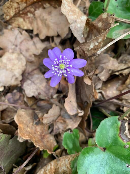 Photo of Others in Bugarach