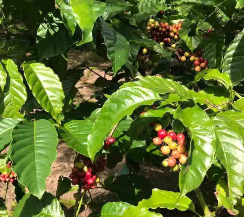 Photo of Others in Kalibaru