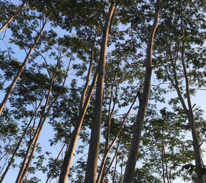 Photo of Others in Kalibaru