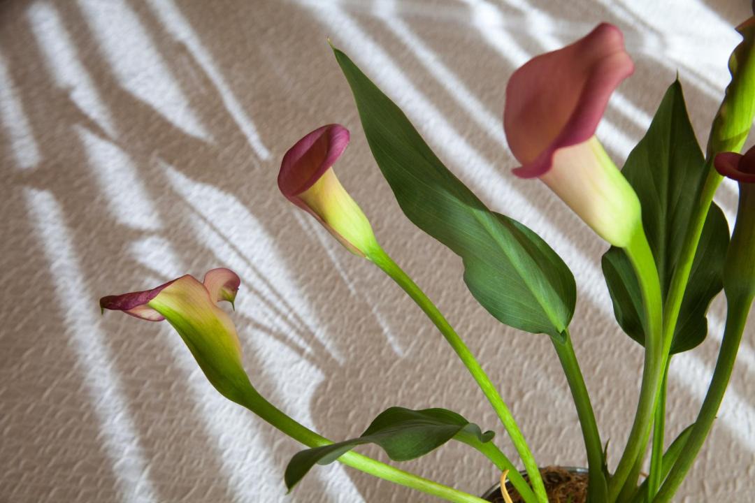 Photo of Others in University District