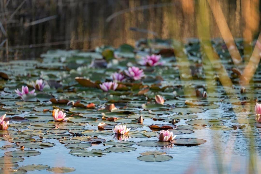 Photo of Human In Picture in Jan Juc