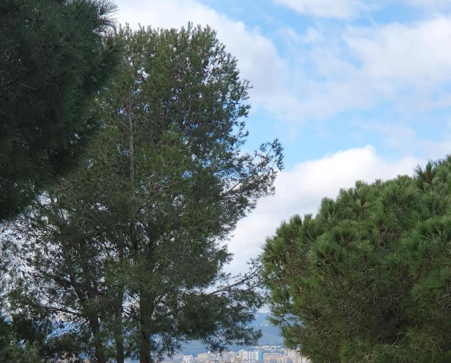 Photo of Others in Palamos
