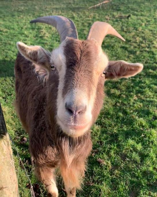 Photo of Human In Picture in Trewen