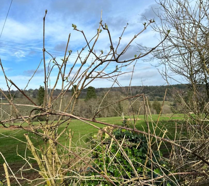 Photo of Others in Much Birch