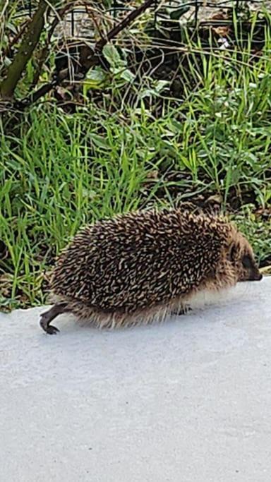 Photo of Others in Nalliers