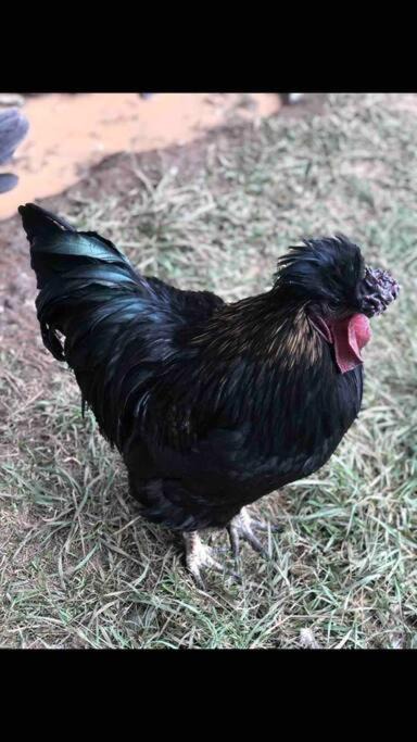 Photo of Others in Eungella