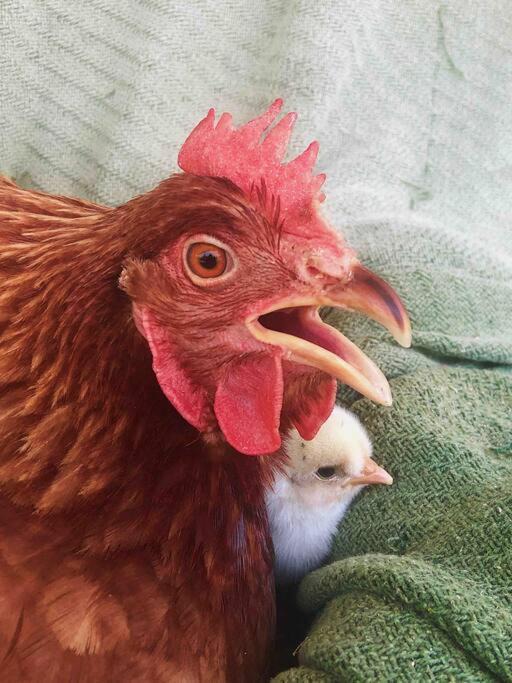 Photo of Others in Eungella