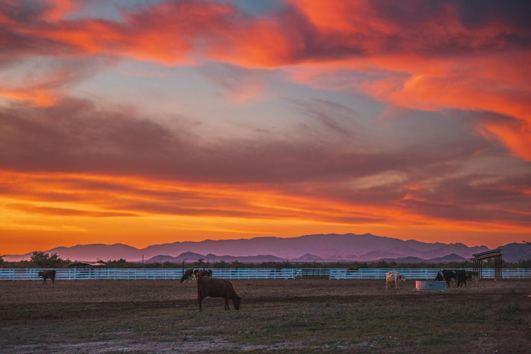 Photo of Others in Willcox