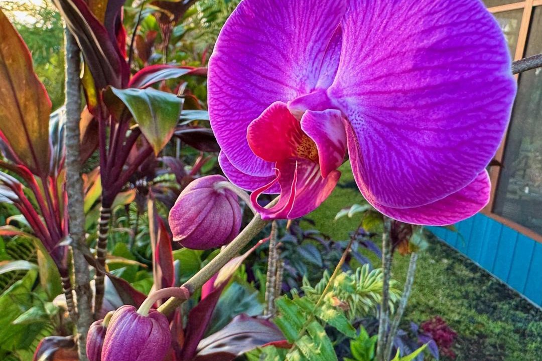 Photo of Others in Kehena