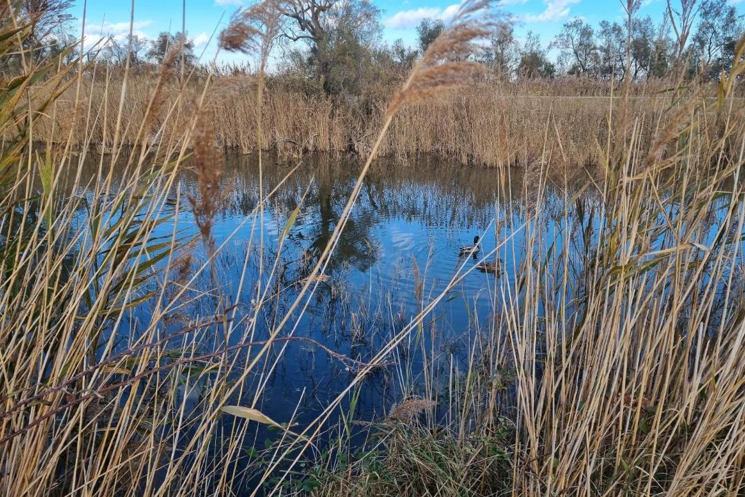 Photo of Others in Saintes-Maries-de-la-Mer